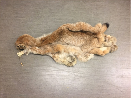 Kristian Hestehagen på gaupejakt i 1932